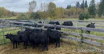 RCMP charge pair involved in fraudulent cattle sales in Alberta and Saskatchewan