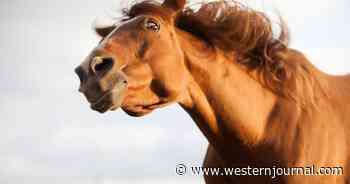 FDA Approves 'Horse Drug' in Fight Against COVID