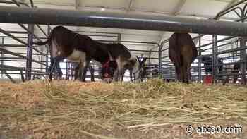 Tulare County offering shelter to animals evacuated due to KNP Complex, Windy fires