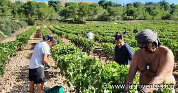 Carry-Le-Rouet : des vendanges entre amis et à la main pour Carry Winery - La Provence