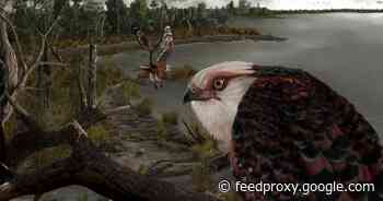 Fossil of fearsome eagle from 25 million years ago found in stunning condition     - CNET