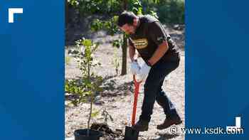 Paul DeJong plants trees in Forest Park, and he wants your help to plant more - KSDK.com