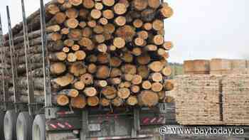 Ontario’s forest management plan is working says report - BayToday.ca