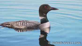 Everyday Minnesotans help protect state’s treasure: the loon