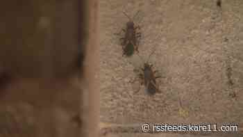 What's going on with all of these boxelder bugs?