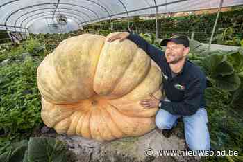Mario (48) is goed op weg om de zwaarste pompoen ter wereld af te leveren: “Nu al meer dan 1.000 kilo”
