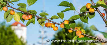 Traunstein: 20. Traunsteiner Apfelmarkt findet im Oktober statt - Traunsteiner Tagblatt