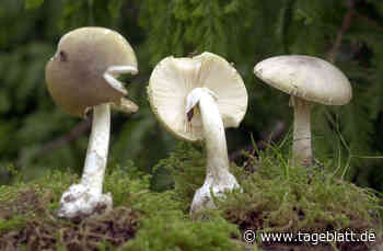 Giftnotruf warnt vor Handy-Apps für Pilzsammler - Landkreis Stade - Tageblatt-online