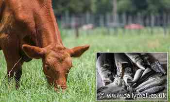 Wild seafood has one-sixth the CO2 emissions of beef