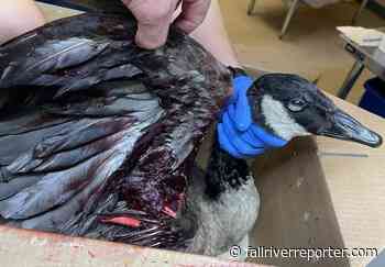 Massachusetts man indicted after alleged beating killed two geese - Fall River Reporter