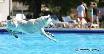Hunde stürmen Bädle in Stetten und Korb - Zeitungsverlag Waiblingen