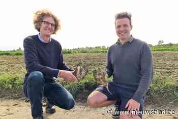 Witte suiker wordt almaar groener: “Ook wij proberen ons steentje bij te dragen”