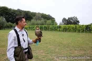 Boechout onderzoekt hoe het houtduiven moet aanpakken
