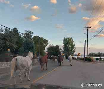 iN VIDEO: Herd of horses enjoy a gallop through Osoyoos | iNFOnews | Thompson-Okanagan's News Source - iNFOnews