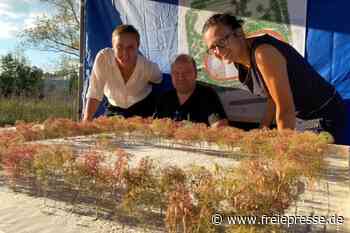 Alter Sportplatz wird zum Park - Freie Presse