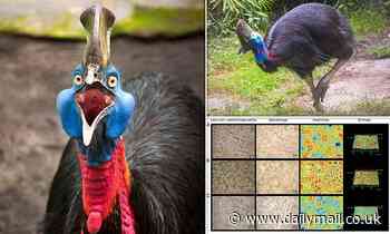 Ancient humans raised cassowaries 18,000 years ago, study finds 