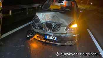 Auto si schianta contro un cinghiale a Caorle - La Nuova Venezia