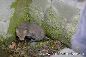 Viral video of baby fox rescued in Surbiton