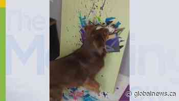 Alberta’s painting pup gains world recognition