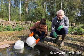 Deze bijzondere maar bedreigde pad wordt een handje geholpen: dankzij kweekprogramma al 1.200 beestjes erbij