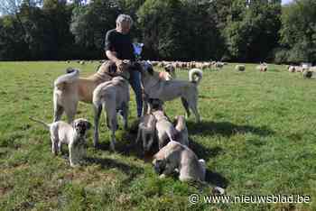Kangals die schapen bewaken hebben twaalf pups