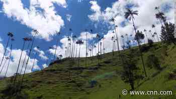 The world's tallest palm trees reach for the skies