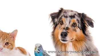 Segnung in Nagold: Bei diesem     Gottesdienst     stehen die  Tiere im Mittelpunkt