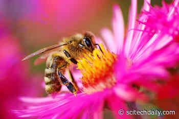 Bees Are Dying in Large Numbers Around the World – Plant Compound May Protect Them From Deadly Virus