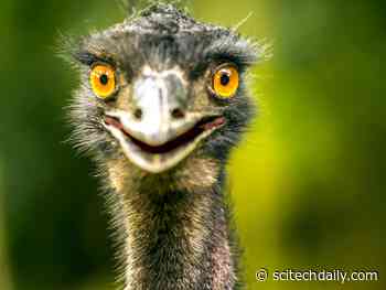 Late Pleistocene Humans May Have Hatched and Raised “World’s Most Dangerous Bird” 18,000 Years Ago