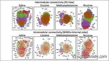 Drug (Cocaine, Methamphetamine, or Nicotine) Withdrawal Morphs Brain Communication Networks in Mice