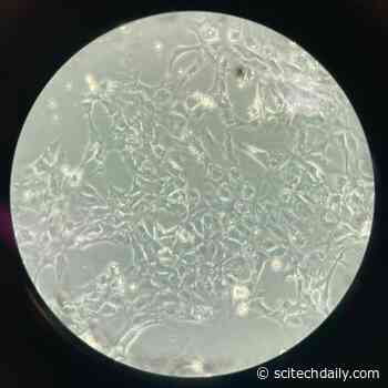 STAMPScreen Pipeline: Taking the Guesswork Out of Genetic Engineering