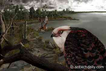 A Very Rare Discovery: 25-Million-Year-Old Ancient Eagle Ruled the Roost in Australia