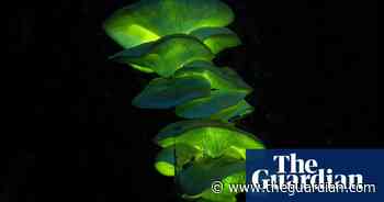 Curious creatures and lush landscapes: The Nature Conservancy Australia 2021 photo contest