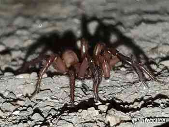 Tarantuloid spiders shock and fascinate residents in Kamloops | iNFOnews | Thompson-Okanagan's News Source - iNFOnews