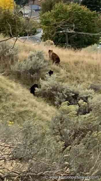 Bears on a Sunday stroll through Kamloops - Kamloops This Week