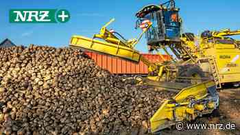 Zuckerfabrik in Kalkar: 600 Fahrzeuge voller Rüben am Tag - NRZ