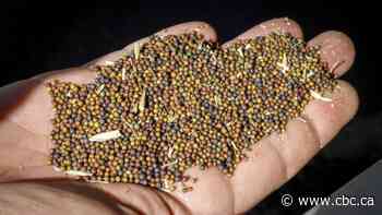 Farm groups hope end of Meng Wanzhou case leads to resolution of canola dispute with China