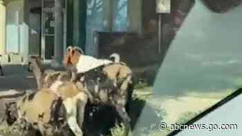 WATCH:  Herd of goats invades Atlanta neighborhood