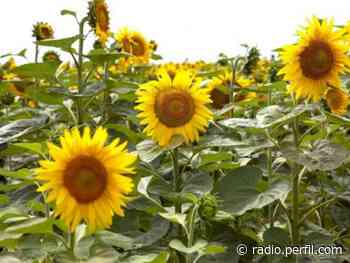 Récord de molienda de girasol en Buenos Aires - Radio Perfil