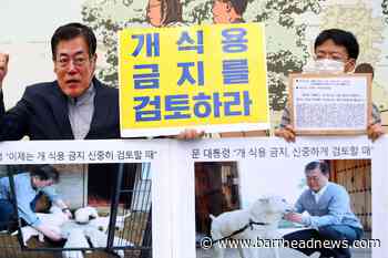 Campaigners welcome South Korean president's move on dog meat consumption - Barrhead News