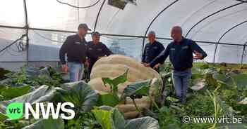 Pompoenenfanaat uit Kasterlee is op weg om zwaarste pompoen ter wereld te kweken: "Hij weegt al meer dan 1.000 kilo" - VRT NWS