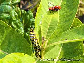 Naming the numbers | Bancroft this Week - Bancroft This Week