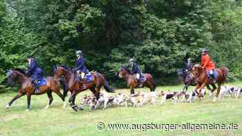 Schleppjagdverein präsentiert seine Meute bei der Jagd - Augsburger Allgemeine