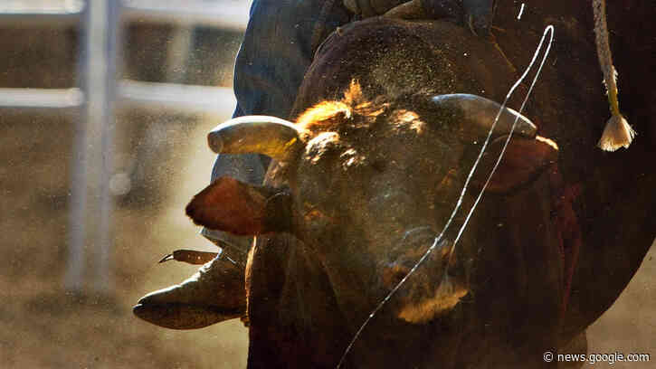 COVID-19 spike from Pendleton Round-Up sours Oregon progress - KATU