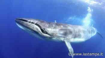 Sostenibilità, One Ocean Foundation lancia il Blue Rating - La Stampa