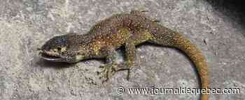 Une nouvelle espèce de lézard découverte dans le sud du Pérou