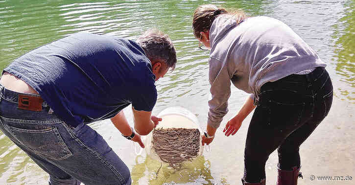 Mannheim:  Junge Aale tummeln sich im Rhein