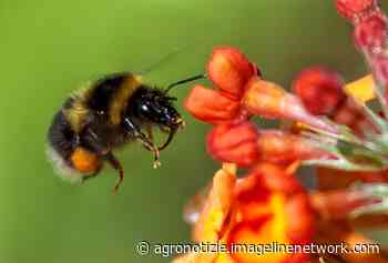 Api e impollinatori, il rapporto Ispra nel dettaglio - Agronotizie