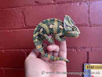Lancashire man finds chameleon perched on front door after going to put the bins out