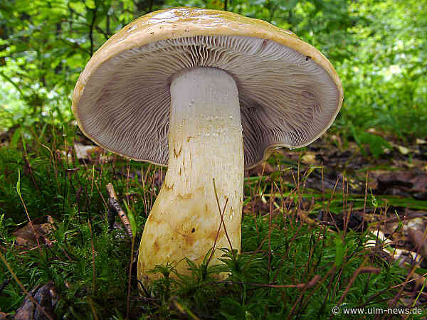 Große Pilzausstellung und Markt der Möglichkeiten in Blaubeuren